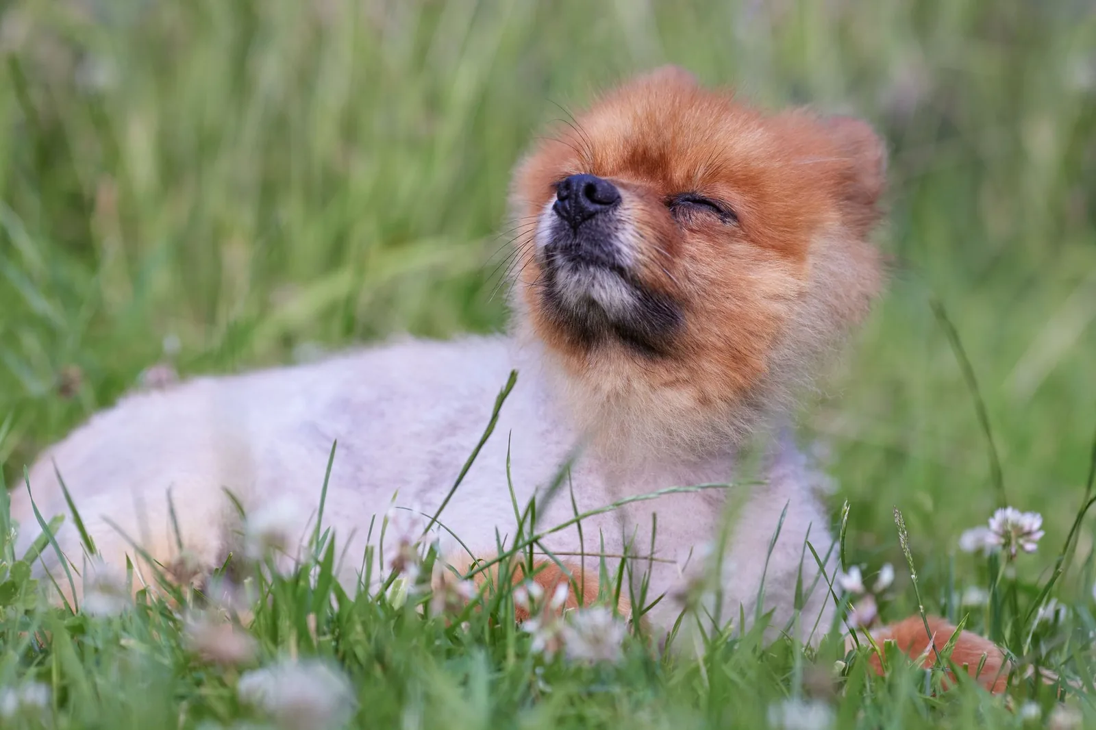 A dog enjoying sunshine outdoors