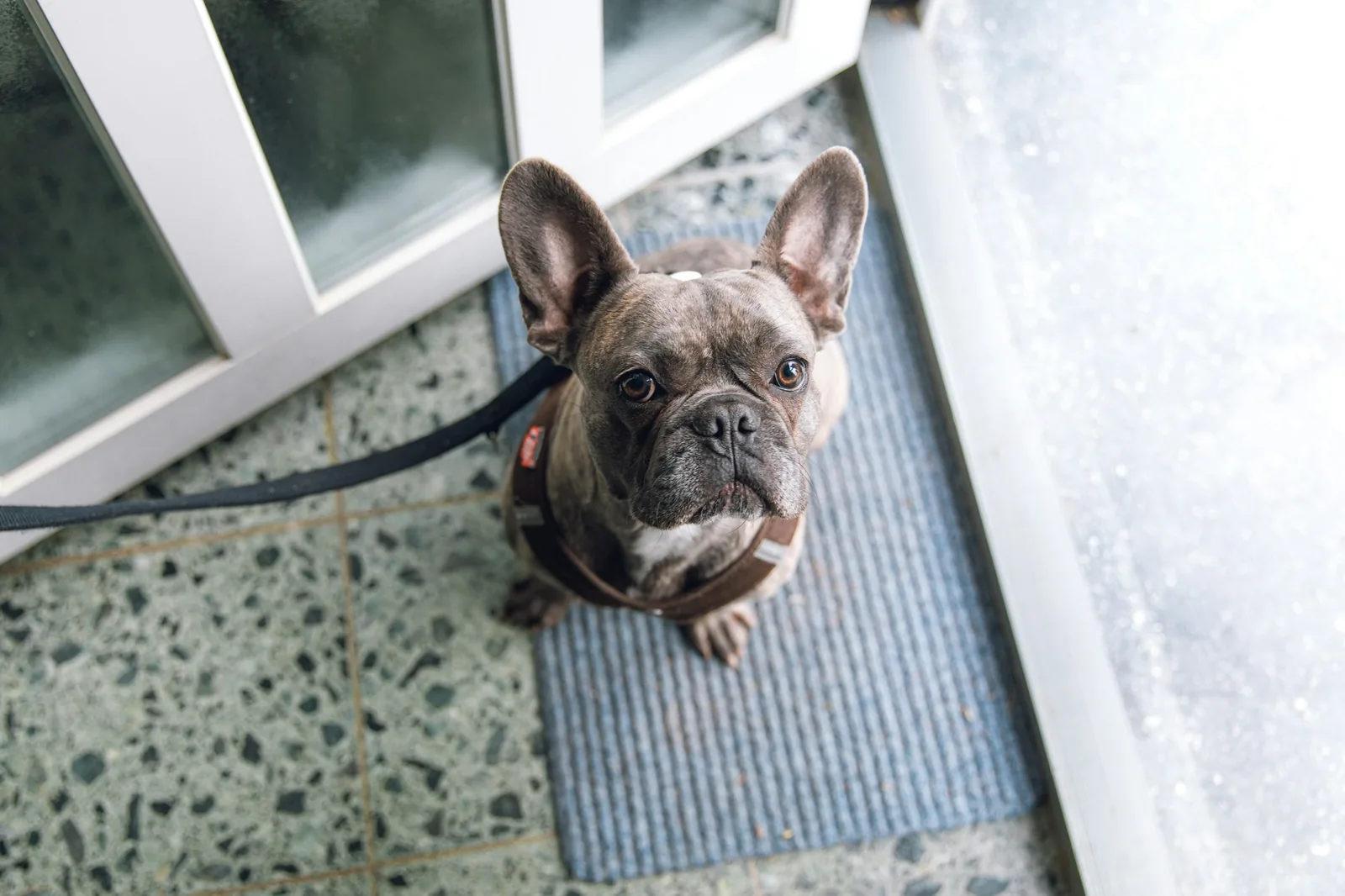 A dog resting calmly on a mat near a doorway
