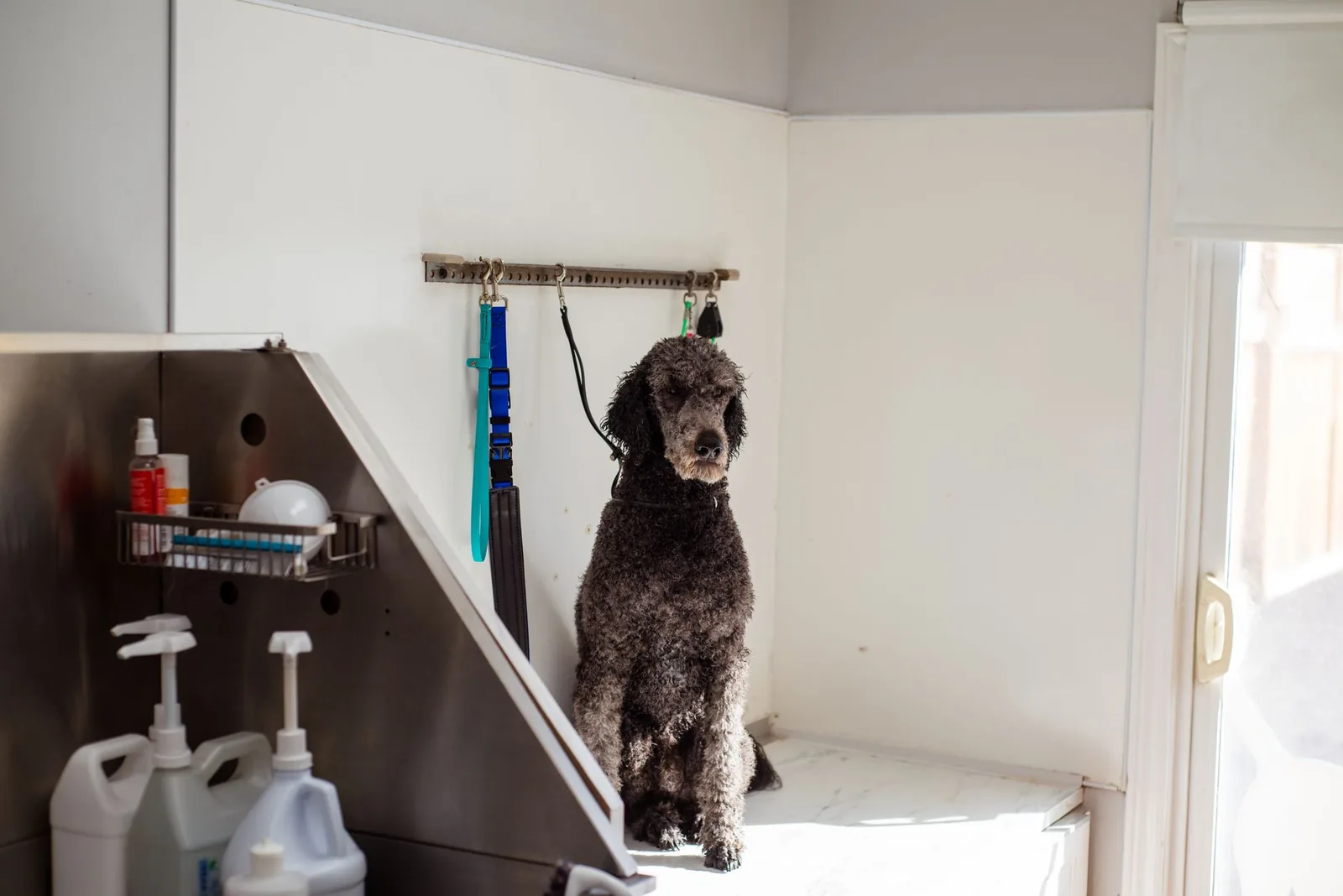 The interior of a clean, calm grooming salon