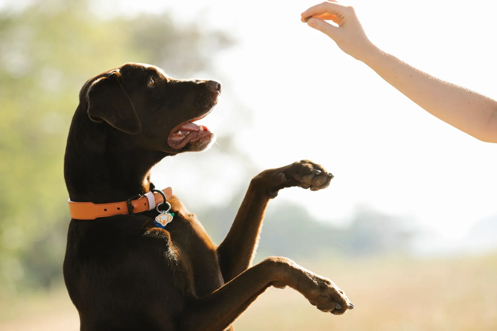 A person giving a hand signal to an attentive dog
