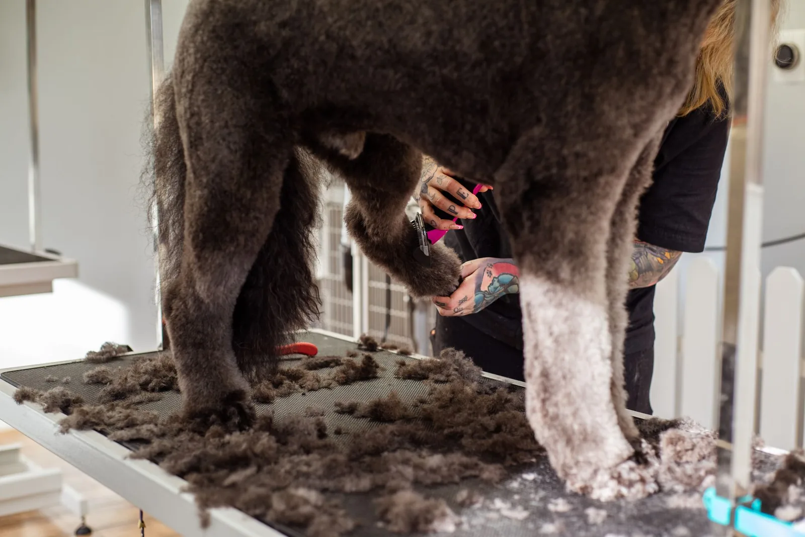 Hand-stripping tools laid out for terrier grooming