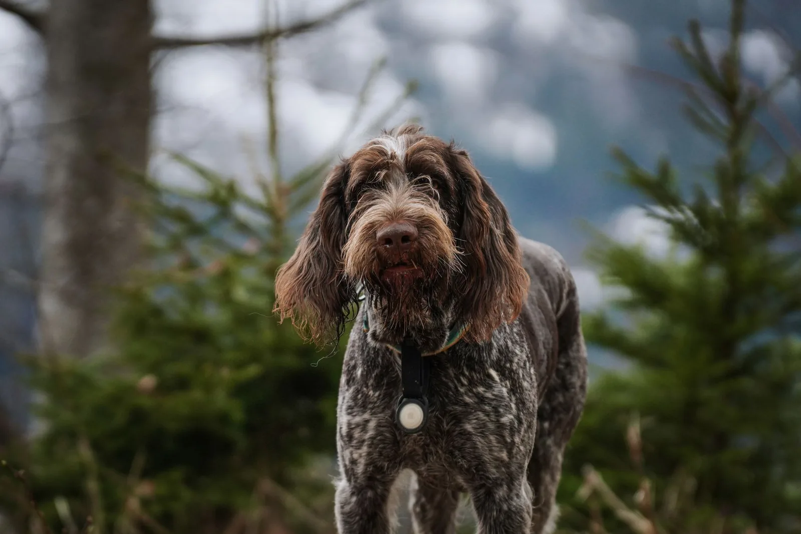 Close-up of a wiry, harsh-textured dog coat