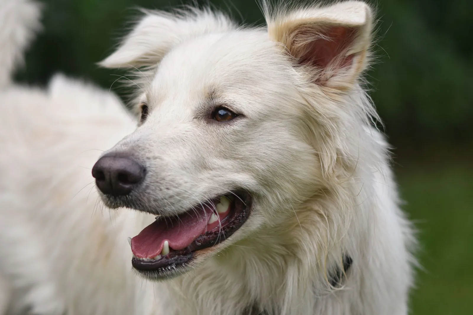 A bright-eyed white terrier outdoors