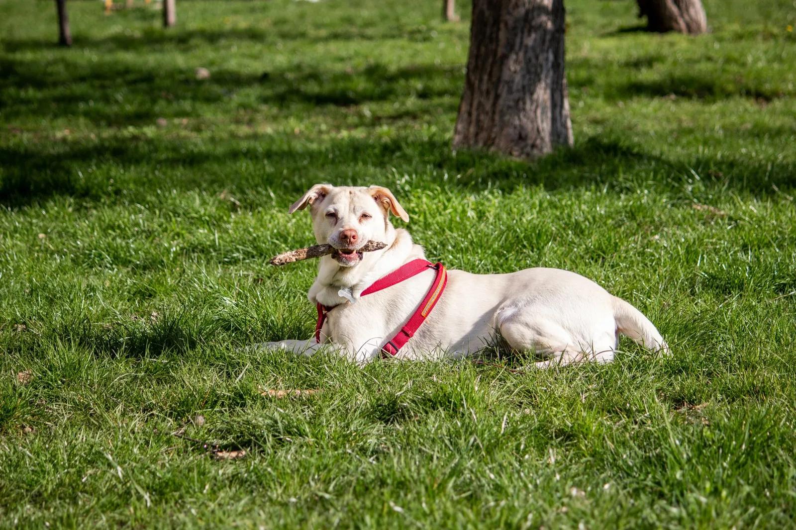 A healthy white terrier standing in a park