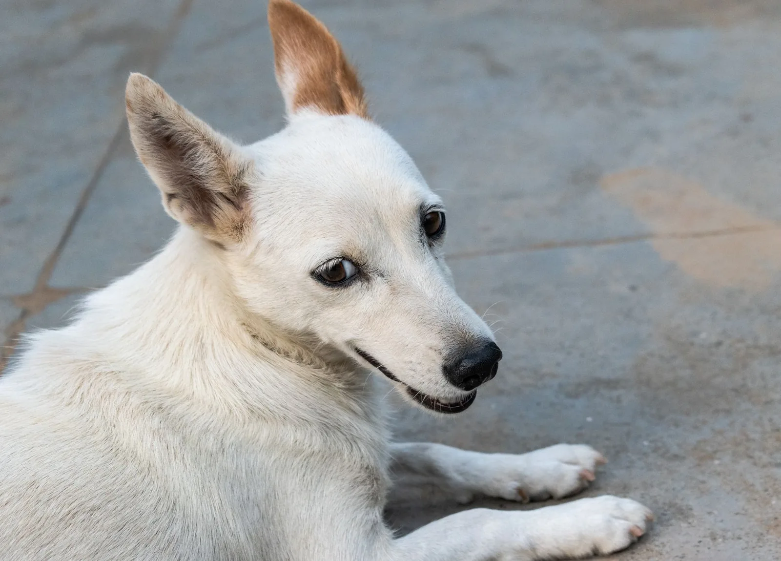 A healthy white terrier outdoors after recovery