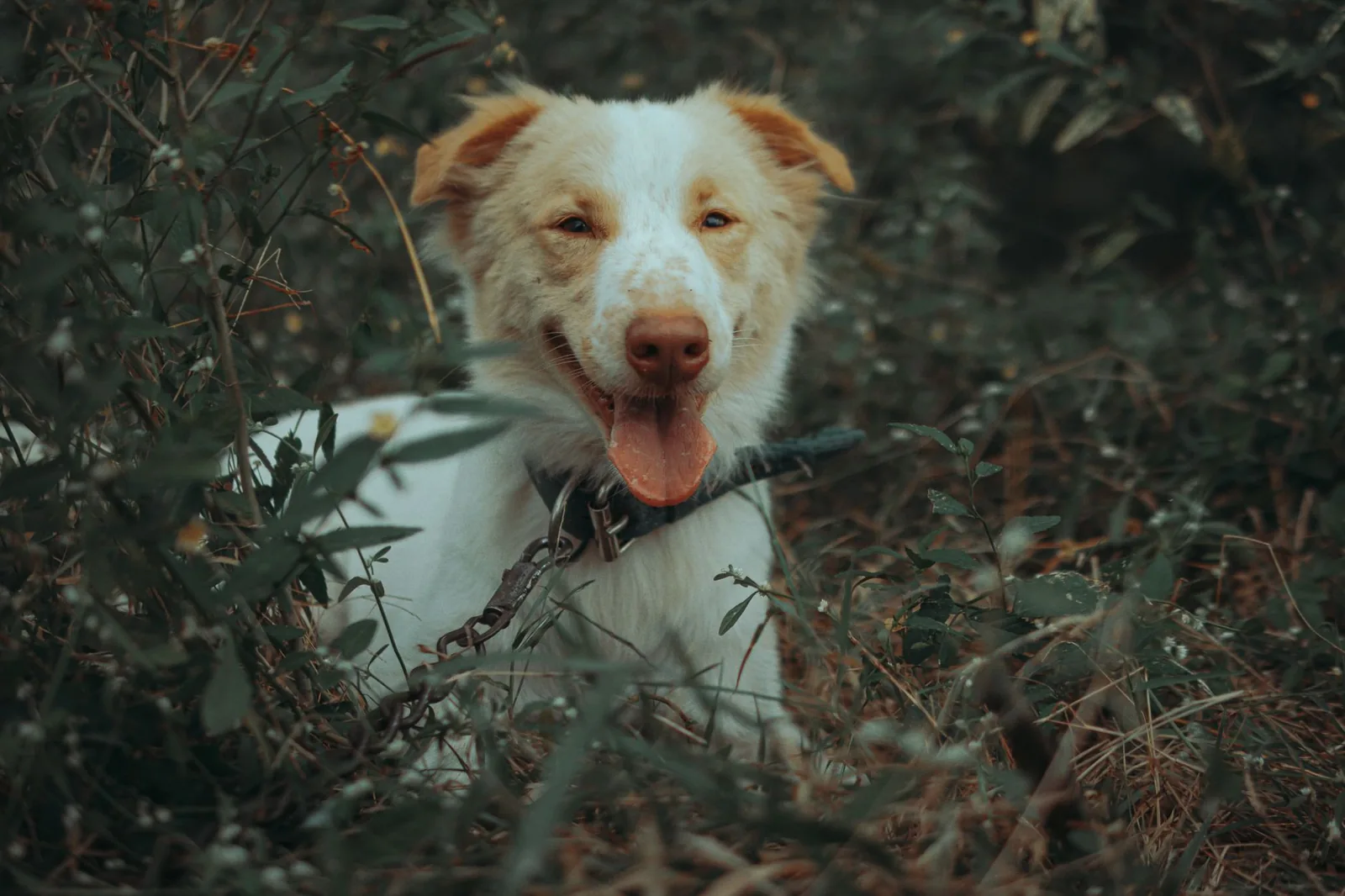 A healthy white terrier standing outdoors