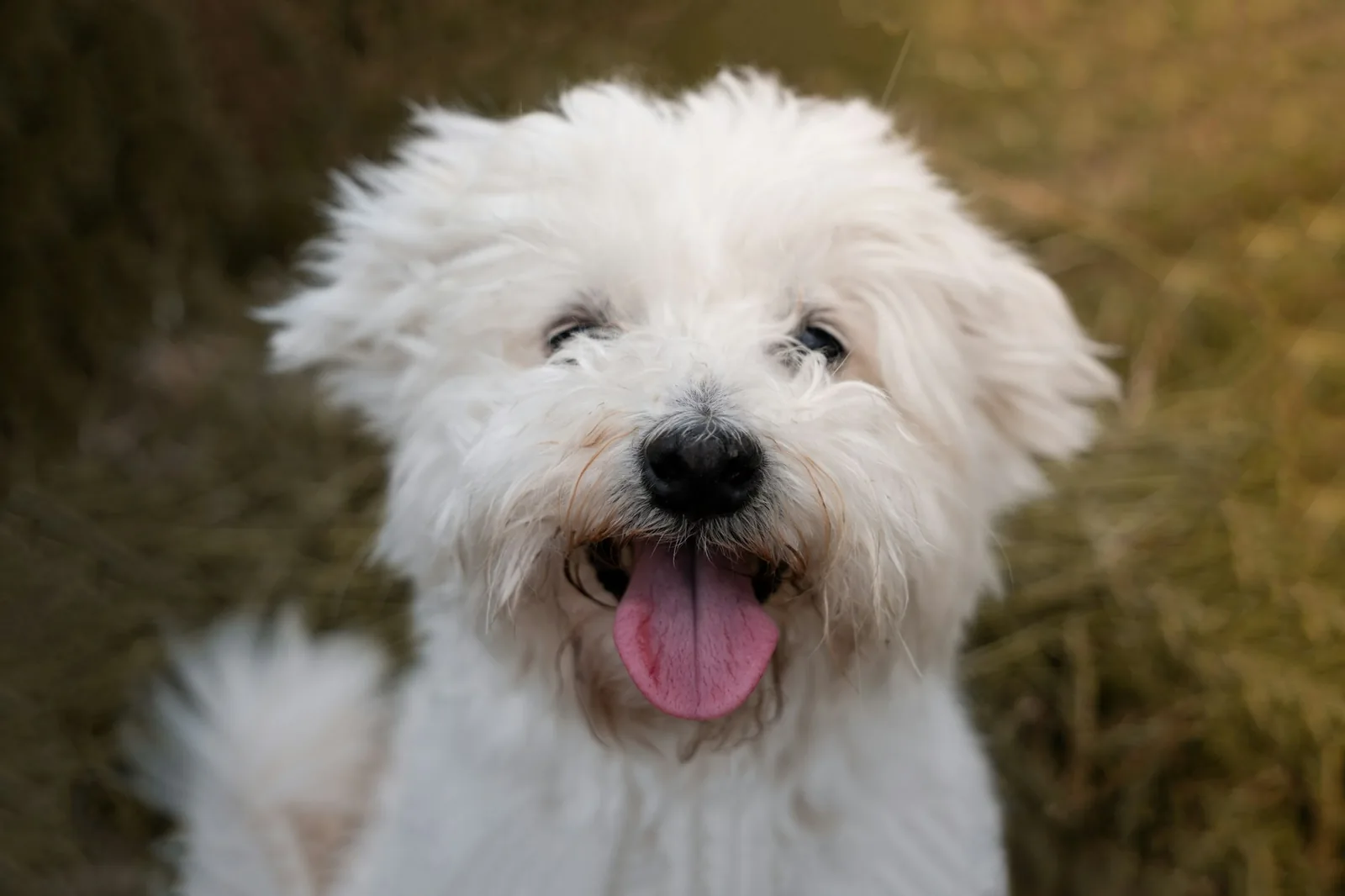 A white terrier with a relaxed, open-mouthed expression