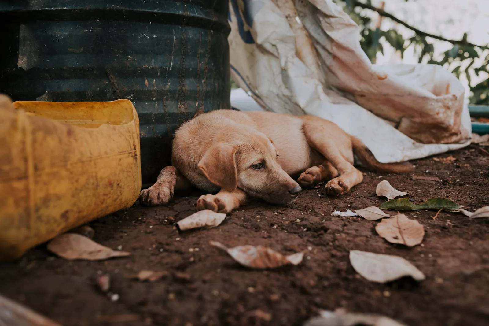 A dog lying alone on the floor with its head down