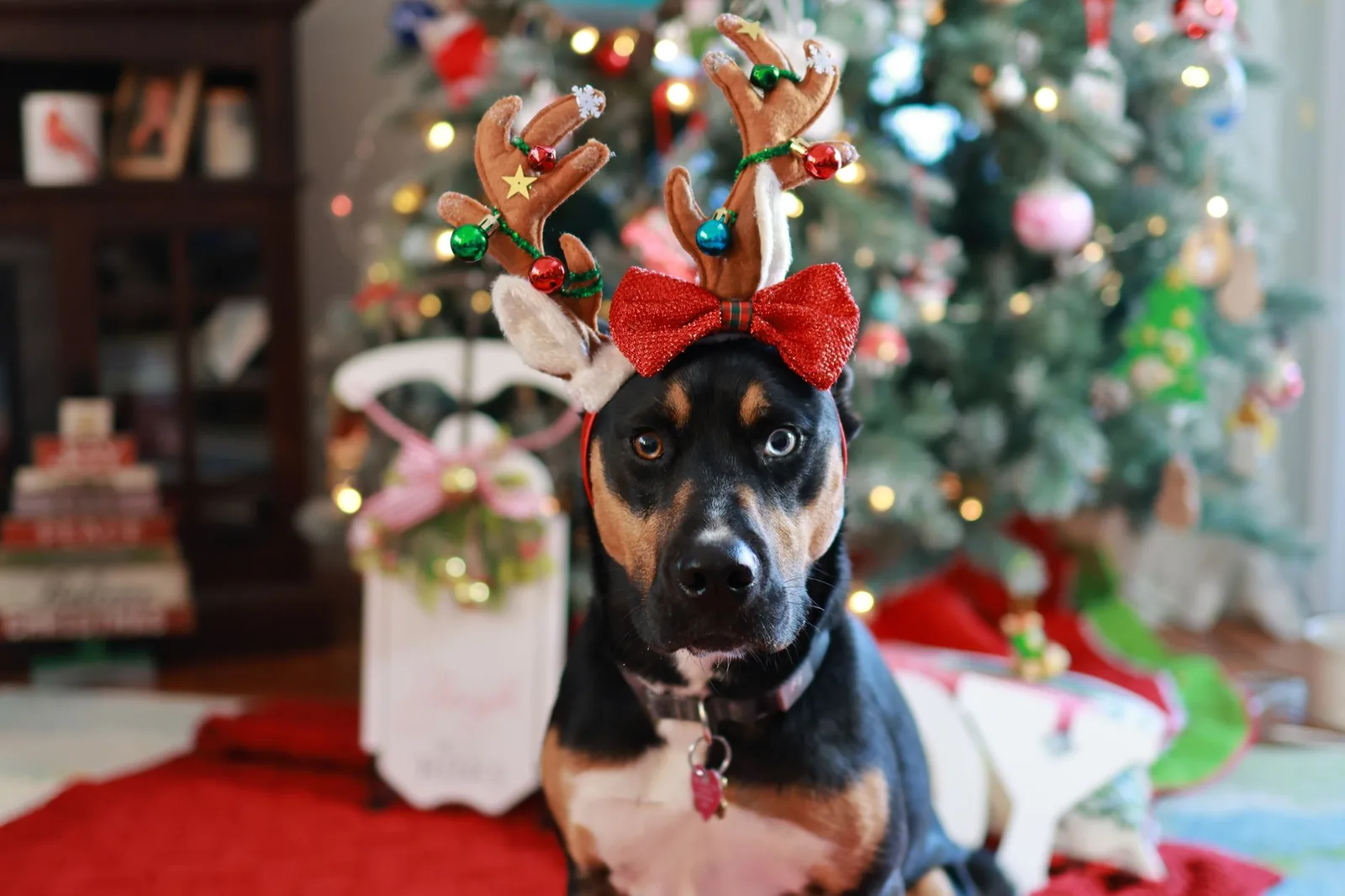 A small dog sitting near festive decorations indoors