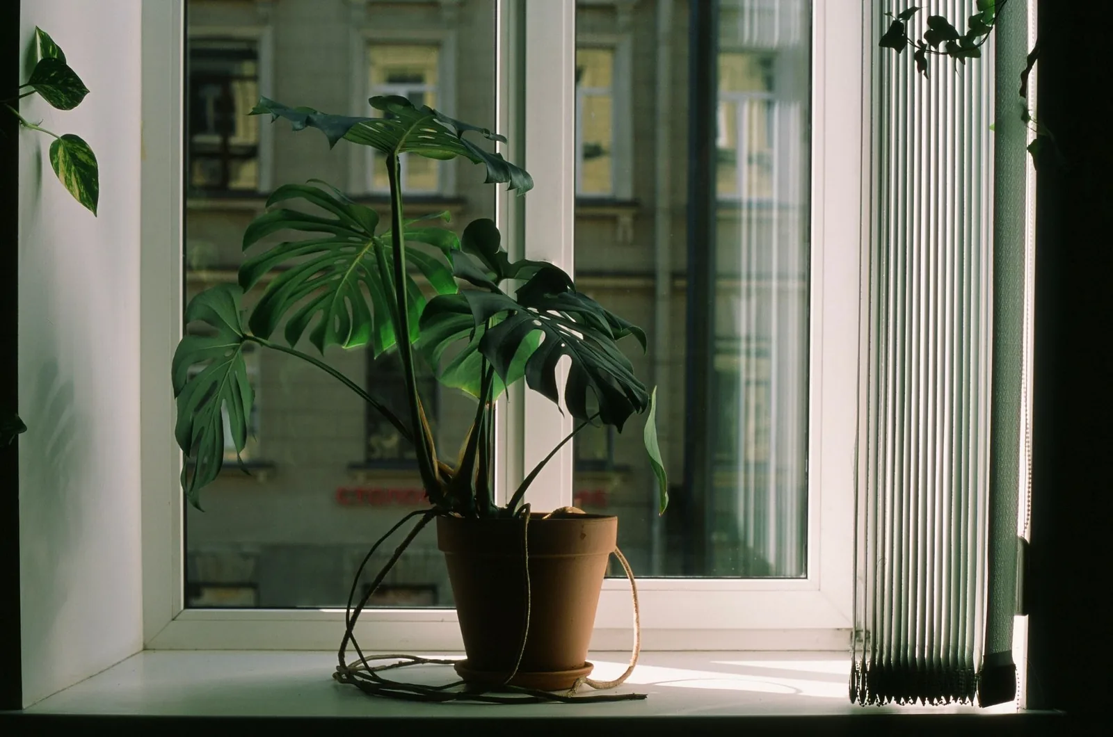 A leafy houseplant on a windowsill