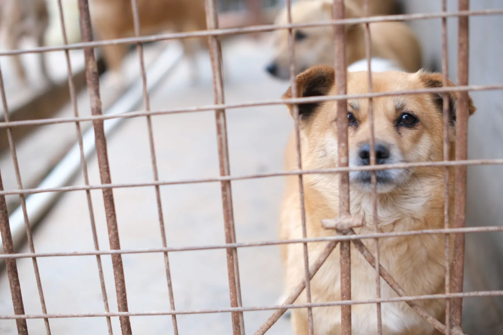 A dog looking out from behind a wire kennel panel
