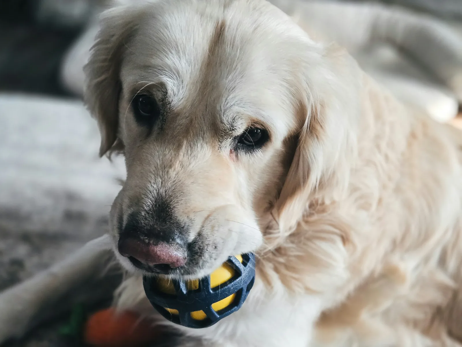 A dog playing with a toy on a rug indoors