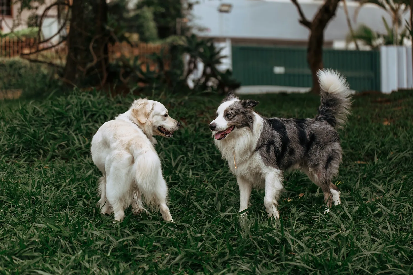 Two dogs meeting on grass while on leads