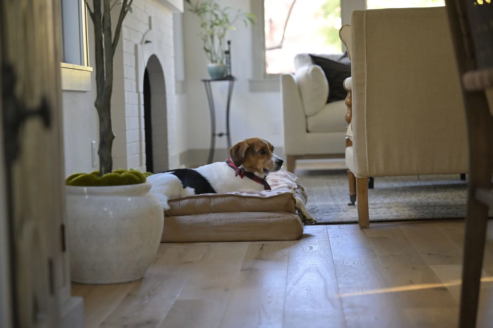 A living room with a dog bed and clear floor space