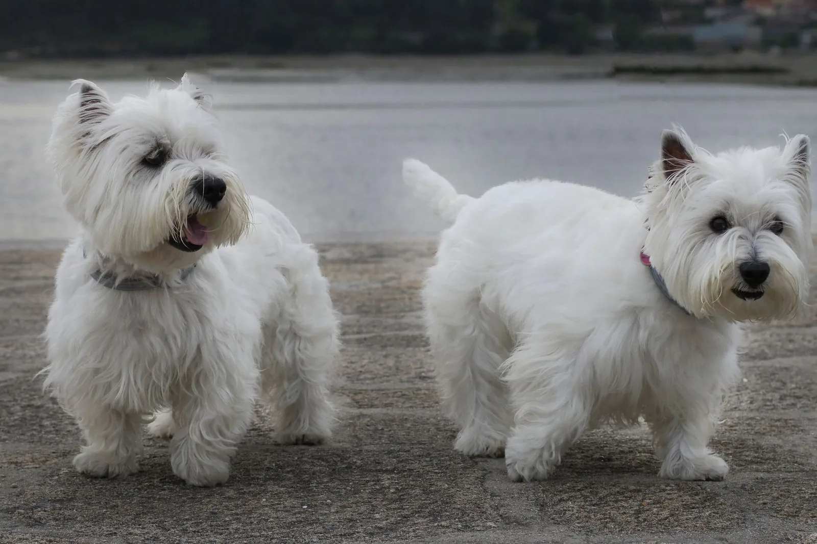 A clean white terrier standing in bright daylight
