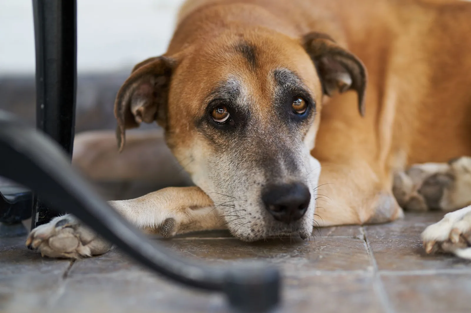 A dog resting quietly indoors