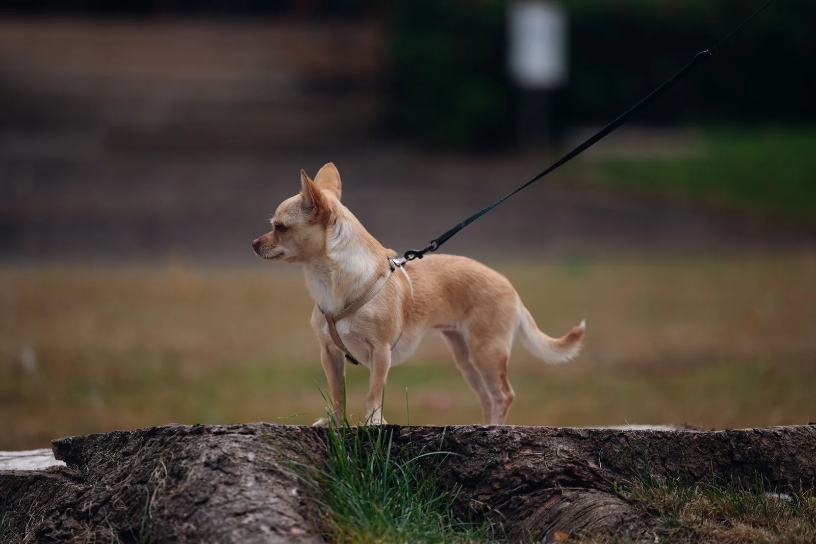 A small dog barking while on a lead outdoors
