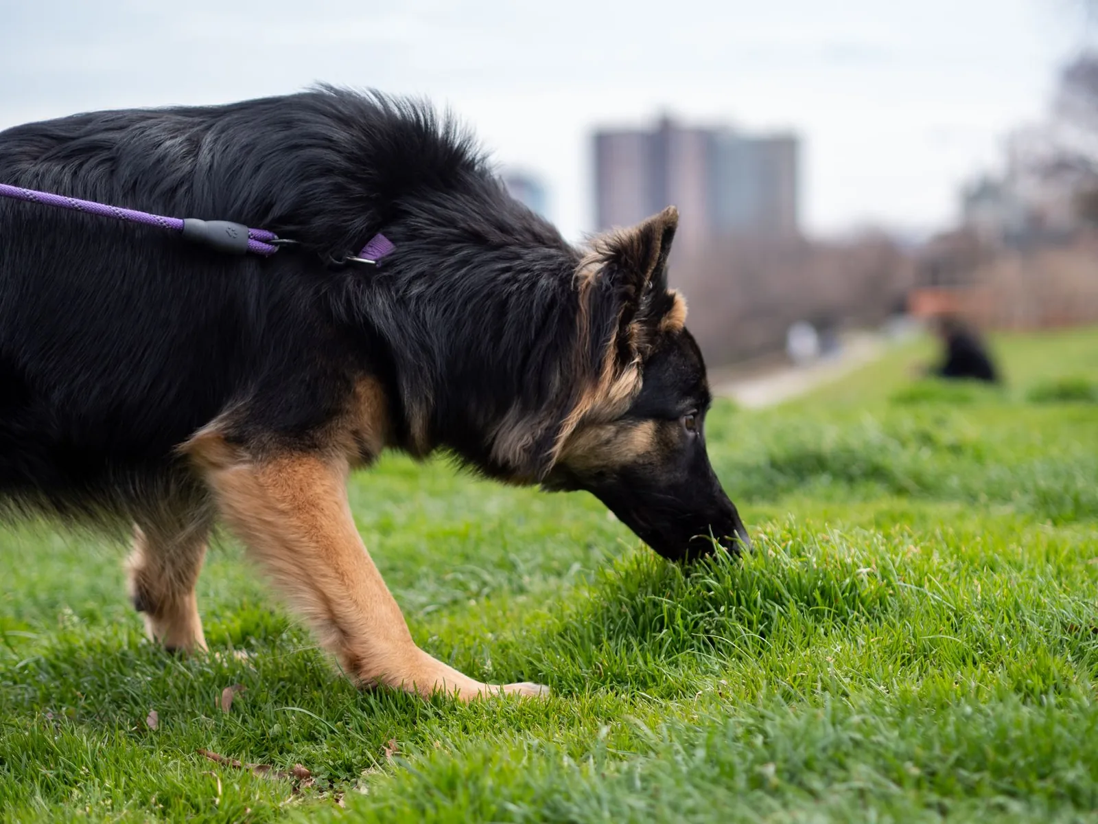 A dog sniffing intently at grass beside a path