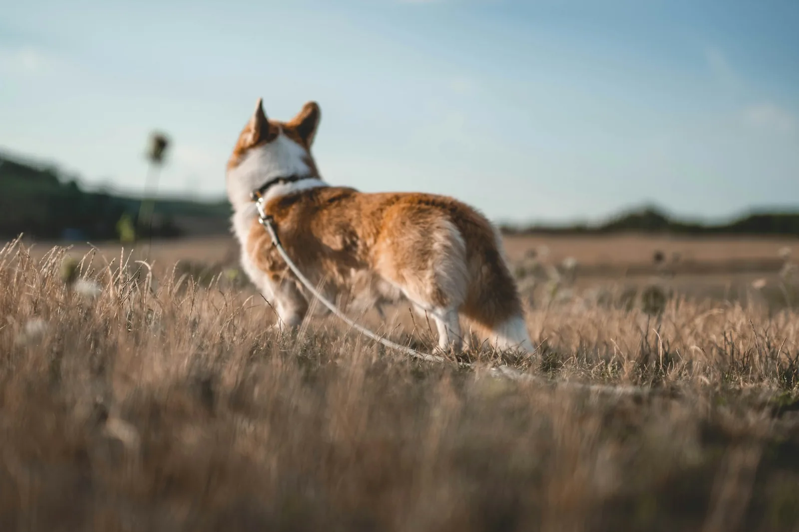 A dog exploring a field at the end of a long lead