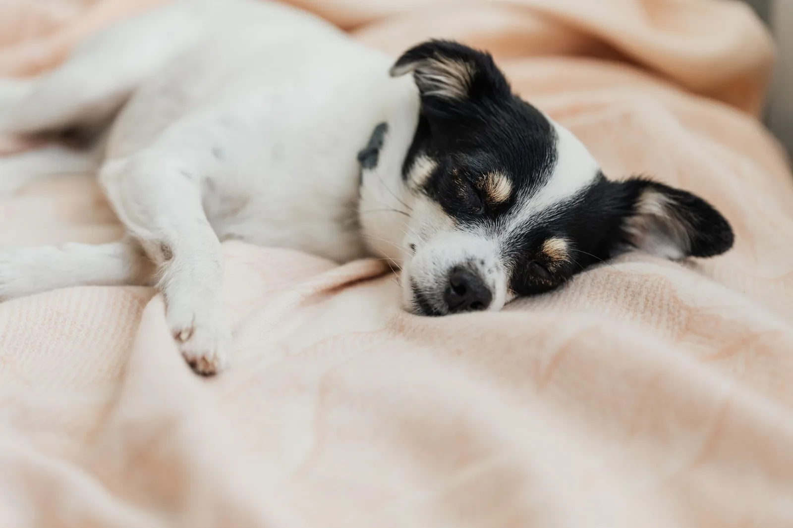 A senior dog resting on a blanket in a foster home