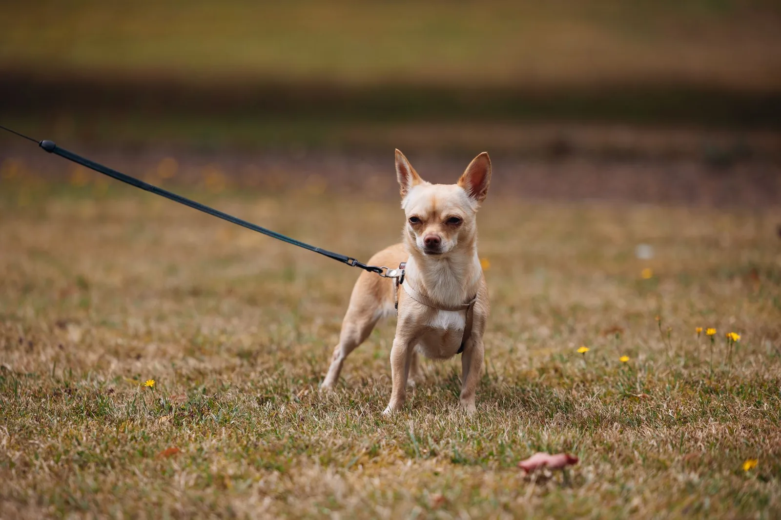 A small terrier walking beside its owner on a loose leash