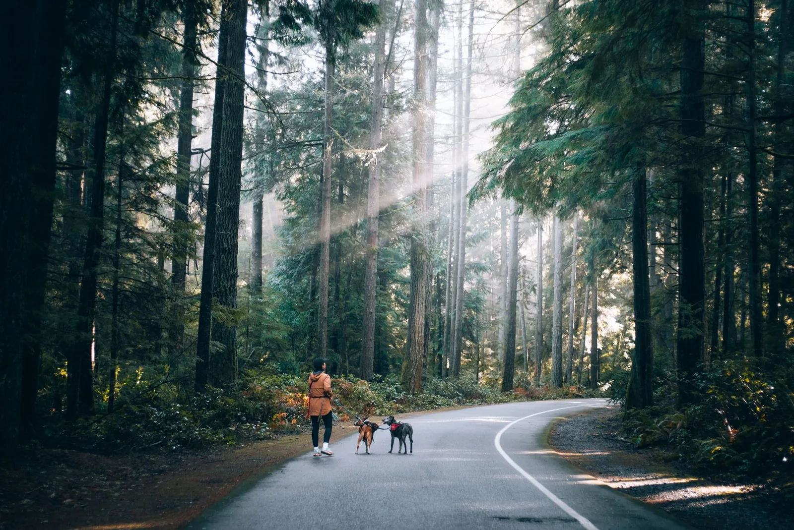 A dog being walked along a familiar path