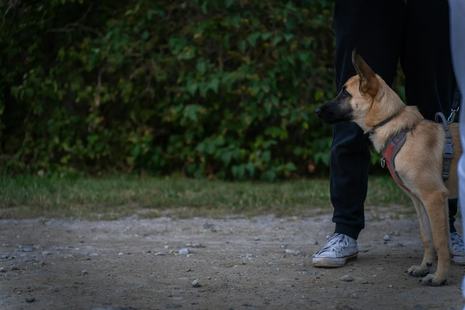 A person crouching to meet a small dog outdoors