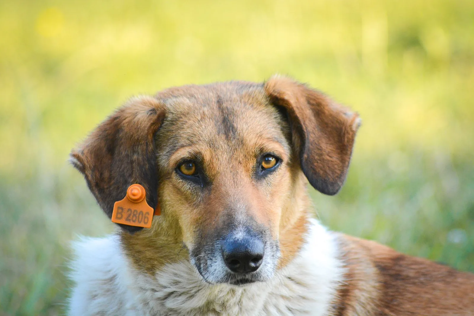 A dog collar with an identification tag