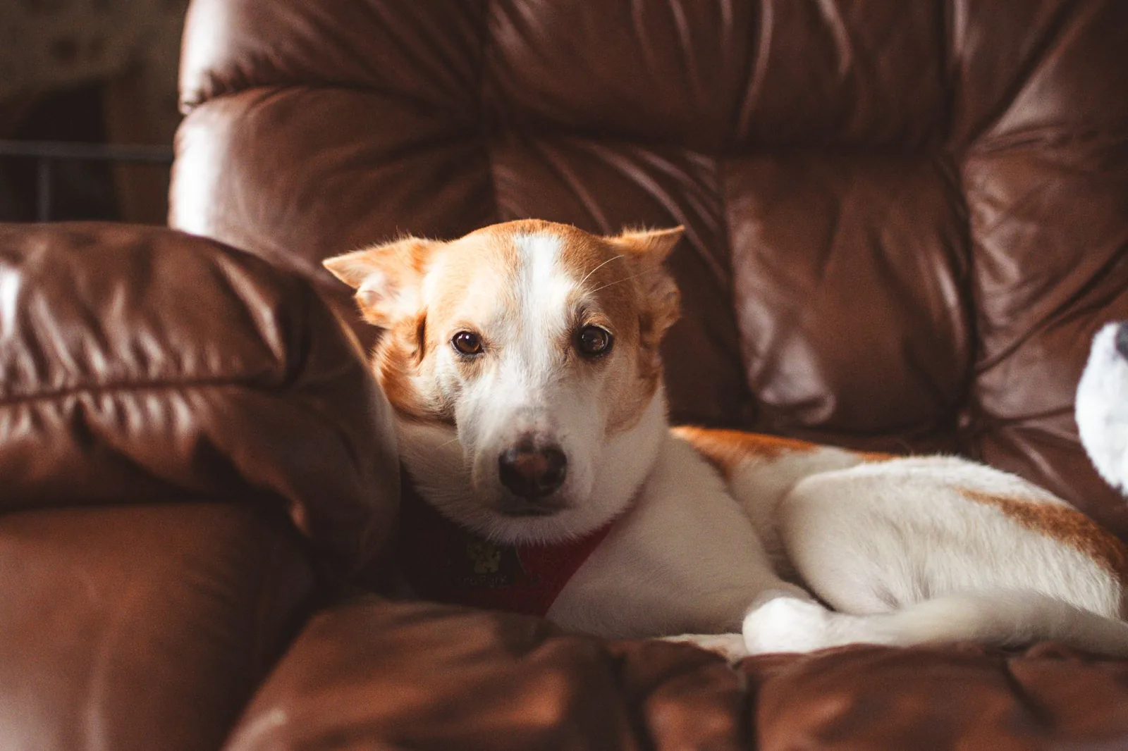 A white terrier relaxing indoors at home