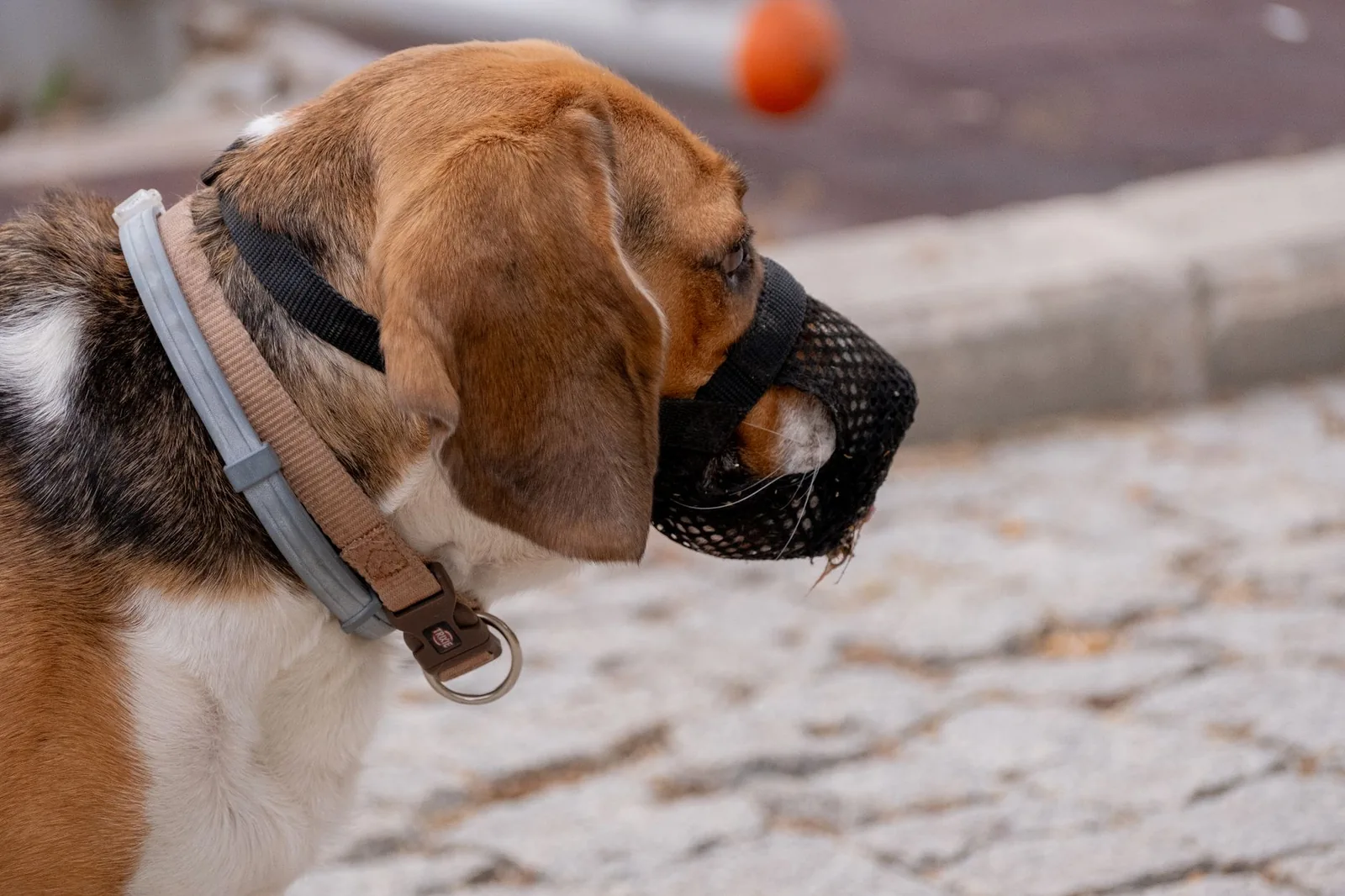 A dog wearing a basket muzzle on a walk