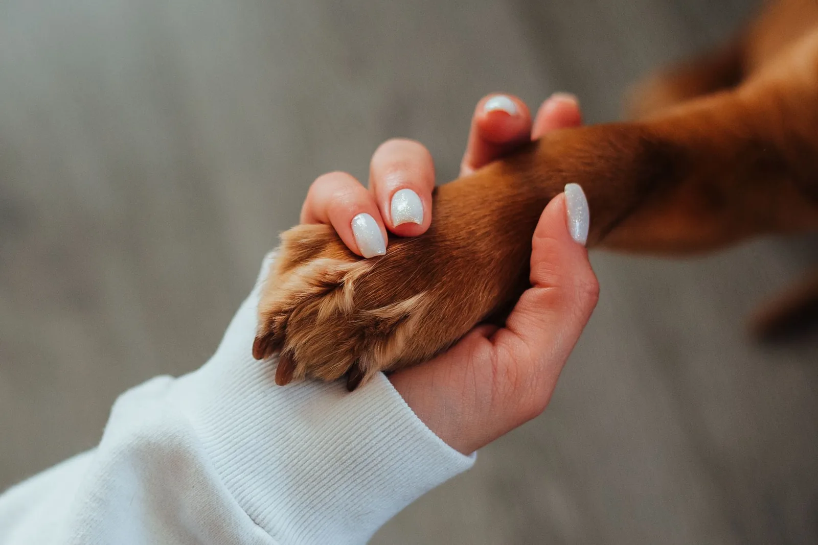 A dog’s paw held gently in a person’s hand