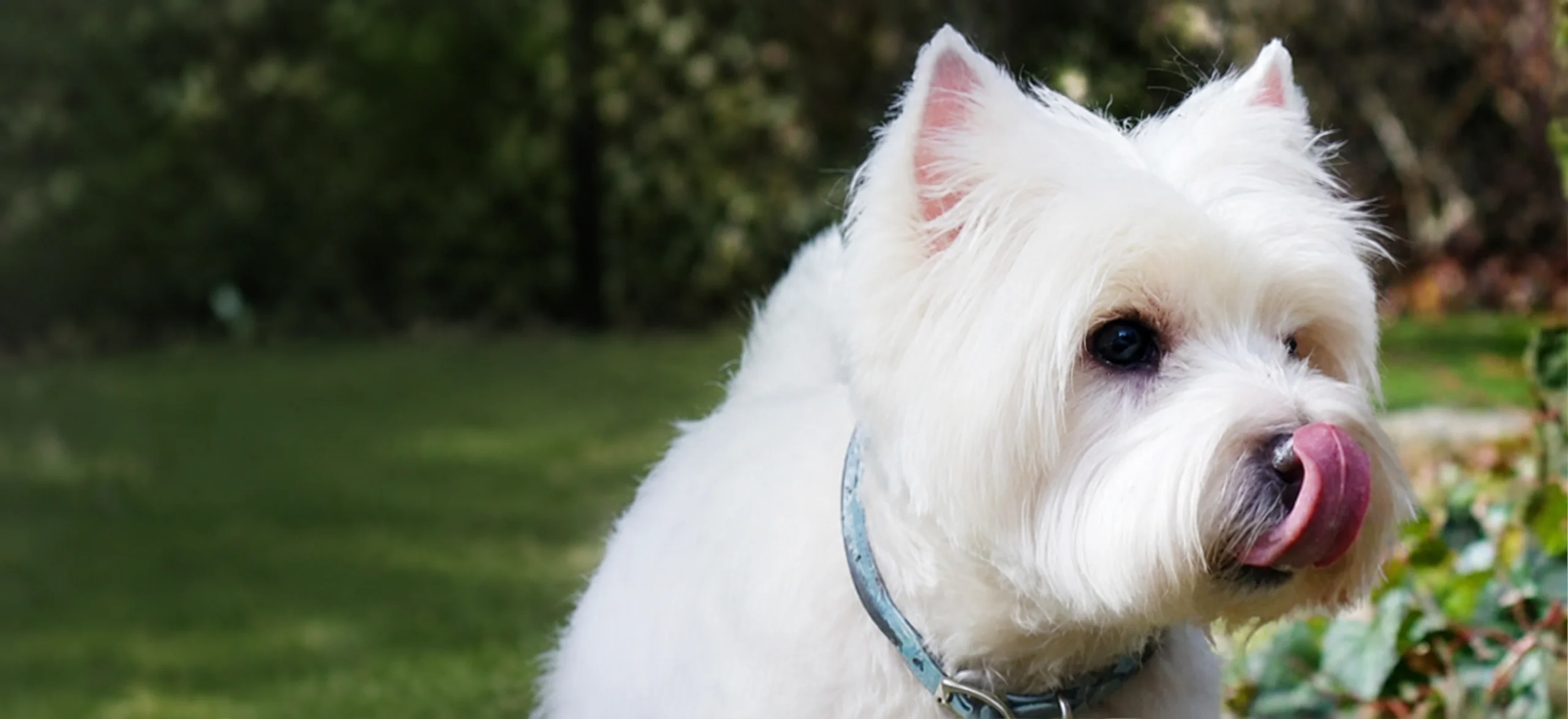 Abner, a West Highland White Terrier rescued by North Atlantic Westie Rescue, sitting on grass in dappled light