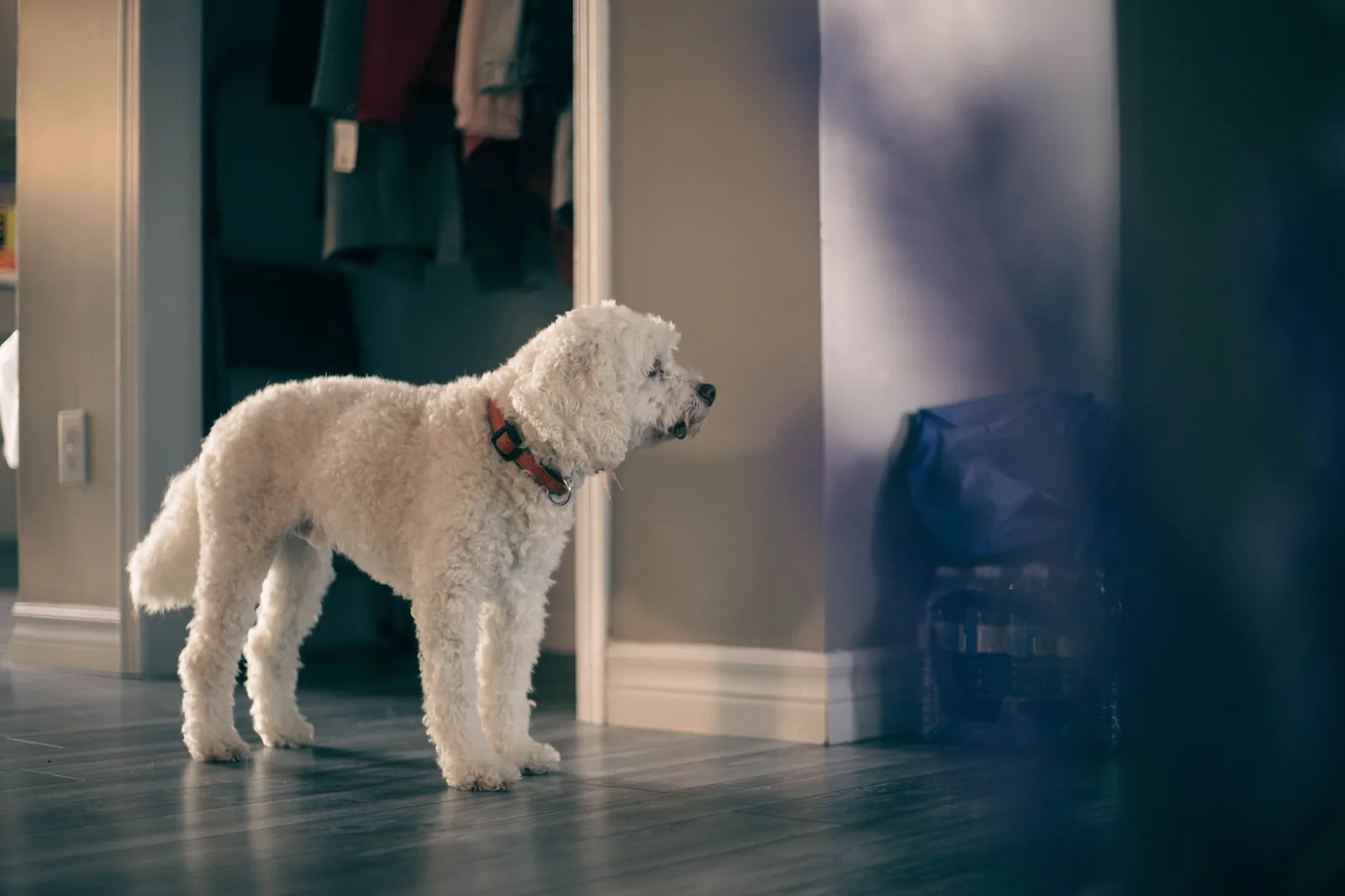 A dog approaching cautiously across a room