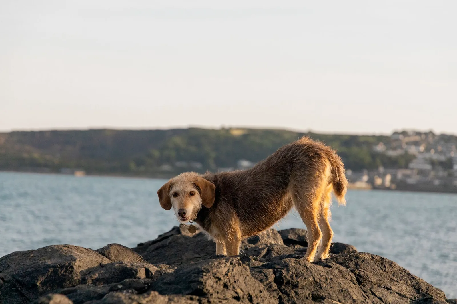 A dog exploring an unfamiliar outdoor space