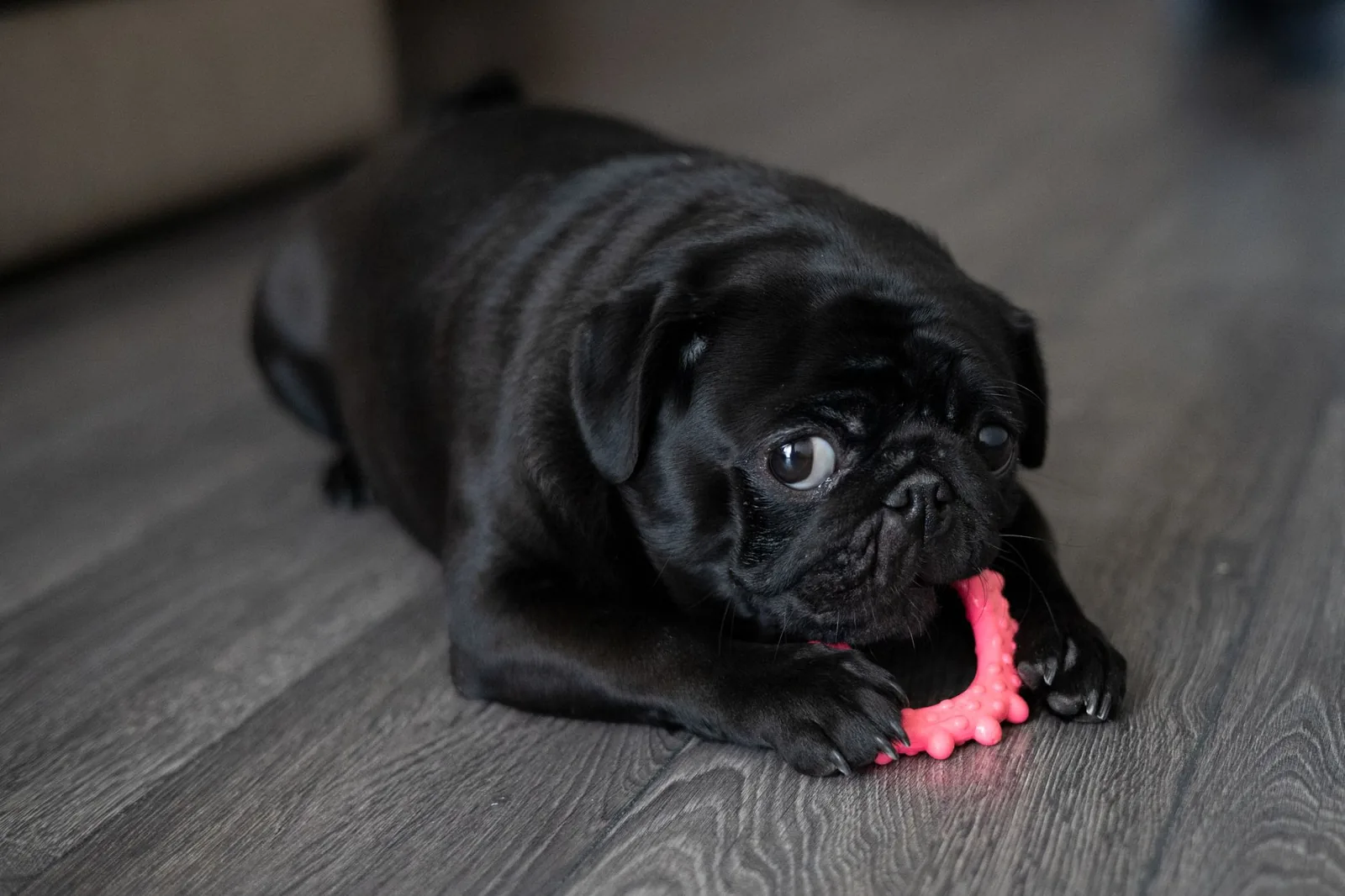 A dog with a chew toy on the floor
