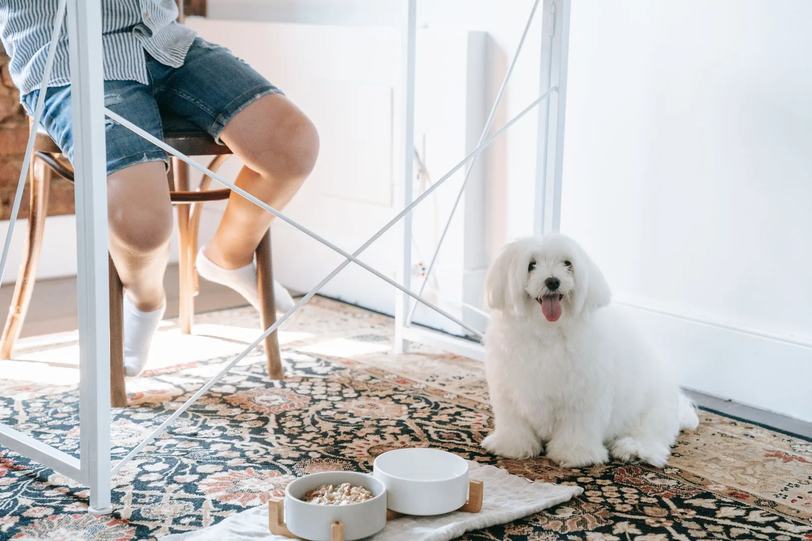 A dog sitting beside a full food bowl