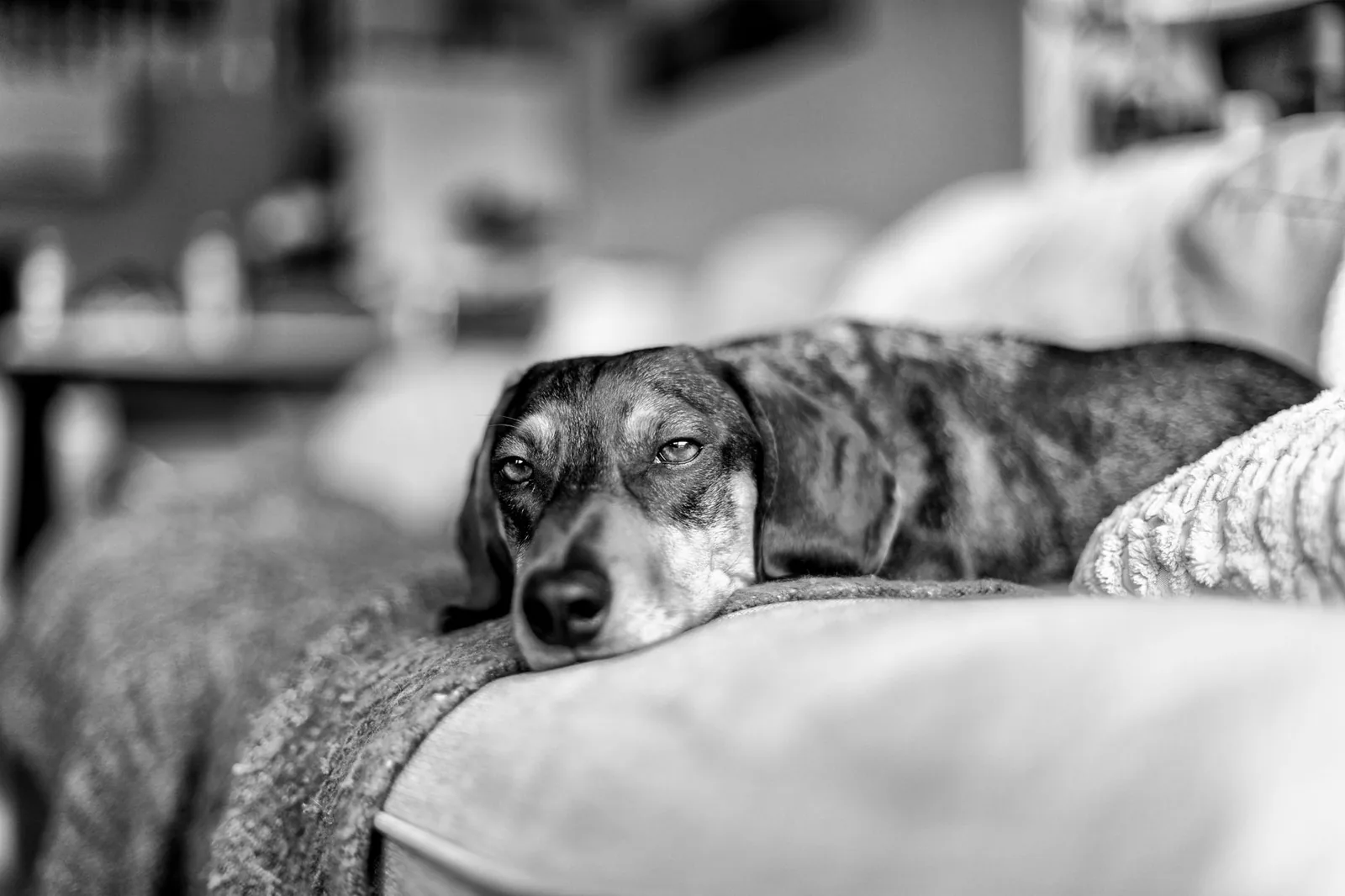 An older dog resting quietly on its own