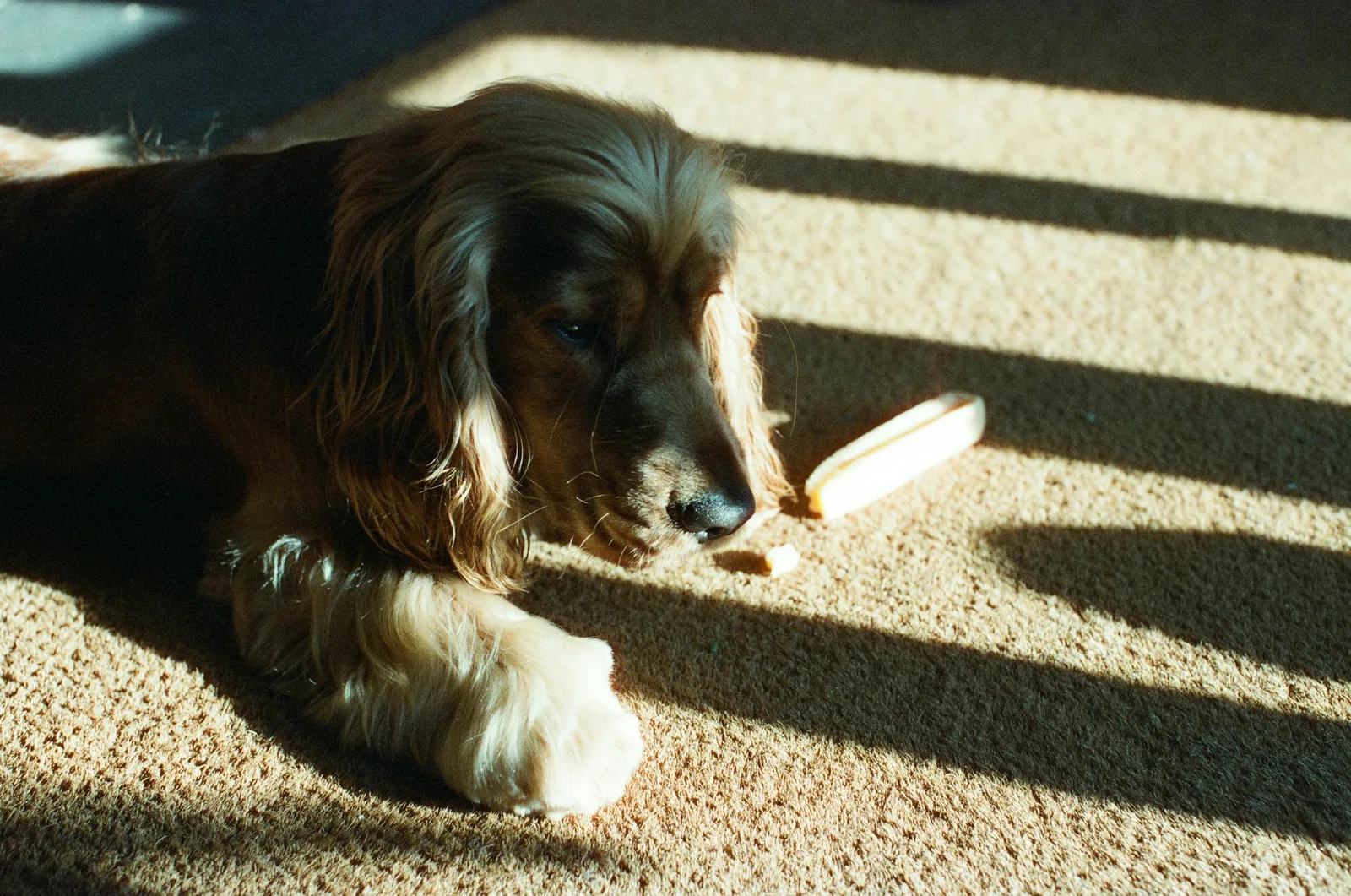 An older dog lying down indoors