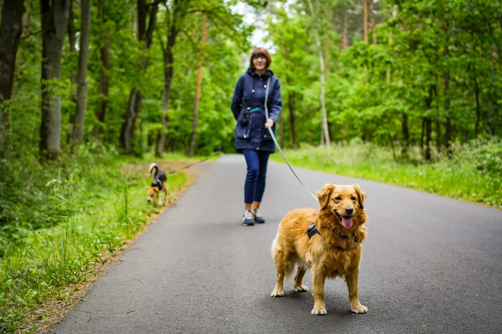 Two people walking dogs side by side along a path