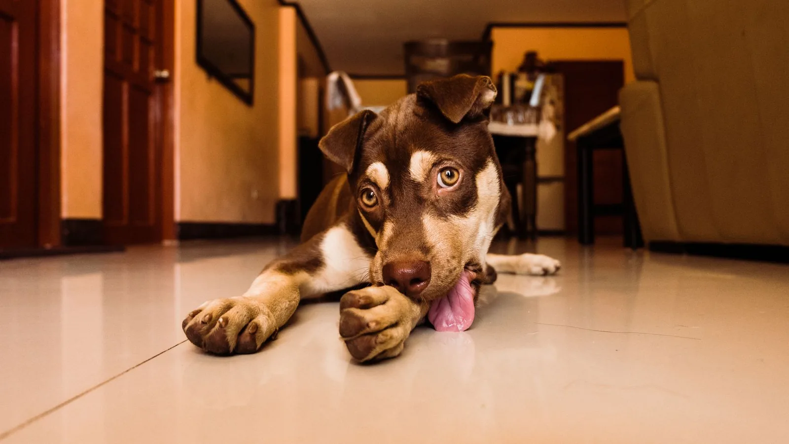 A dog licking at one of its front paws