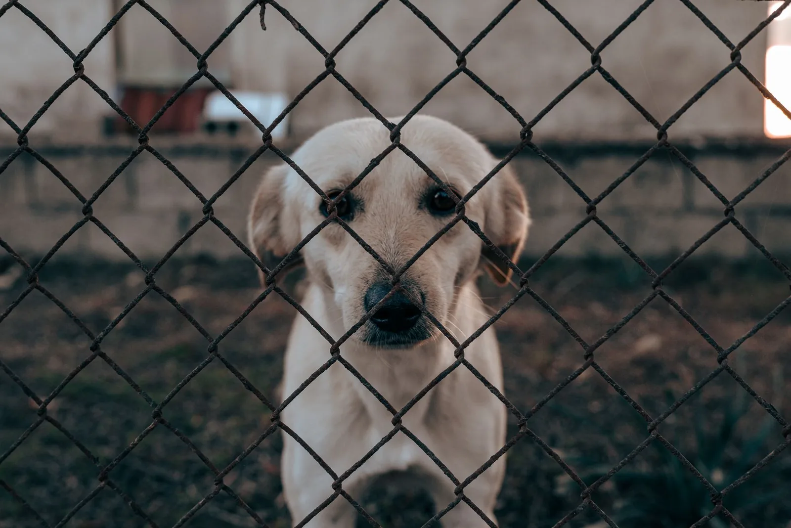 A dog standing behind an indoor pen gate