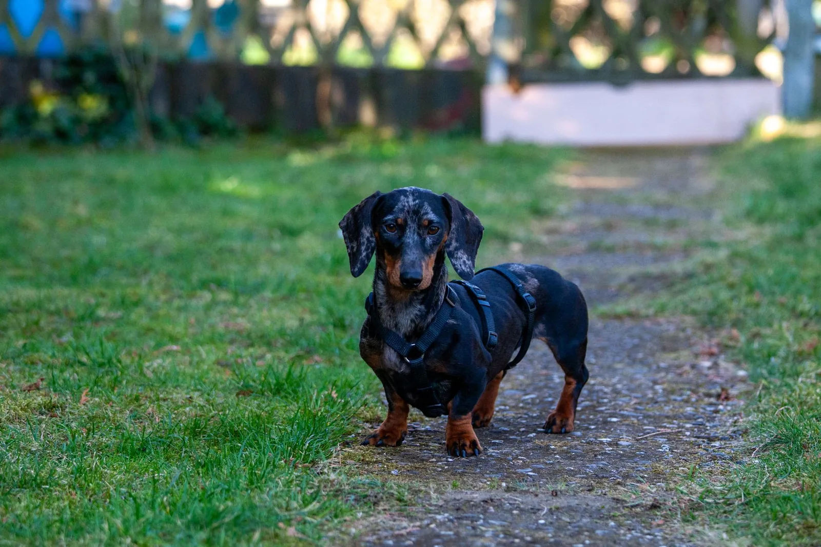 A dog training in a quiet back yard