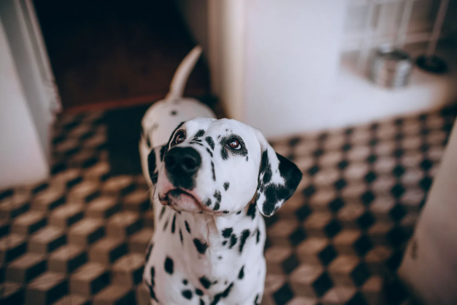 A dog looking at an item placed on the floor