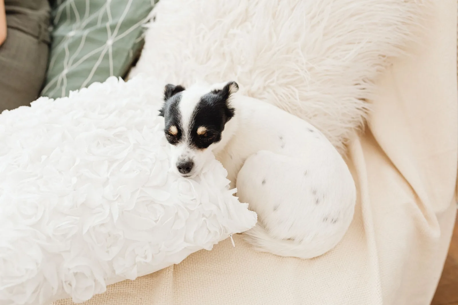 A small dog resting quietly in a living room