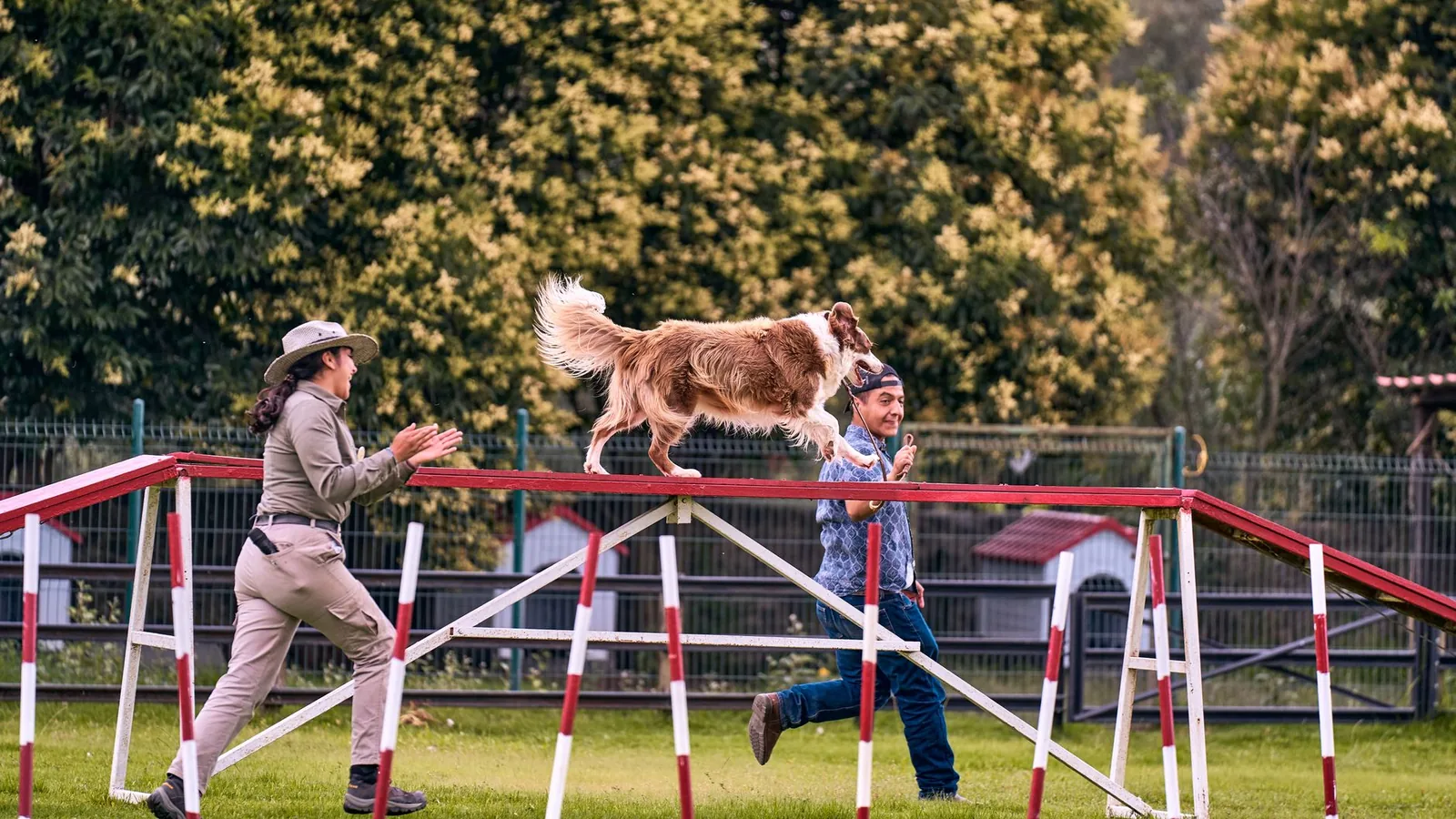 A trainer observing a dog outdoors