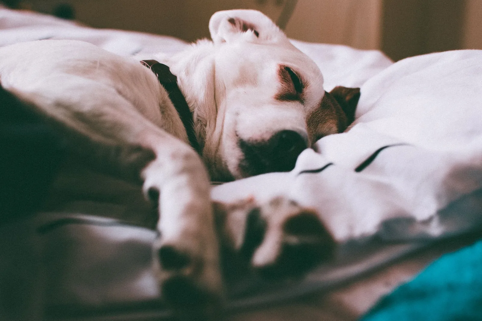 A dog sleeping on its bed during recovery