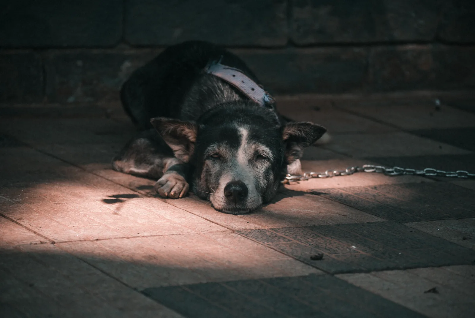 A dog resting in a quiet room away from activity