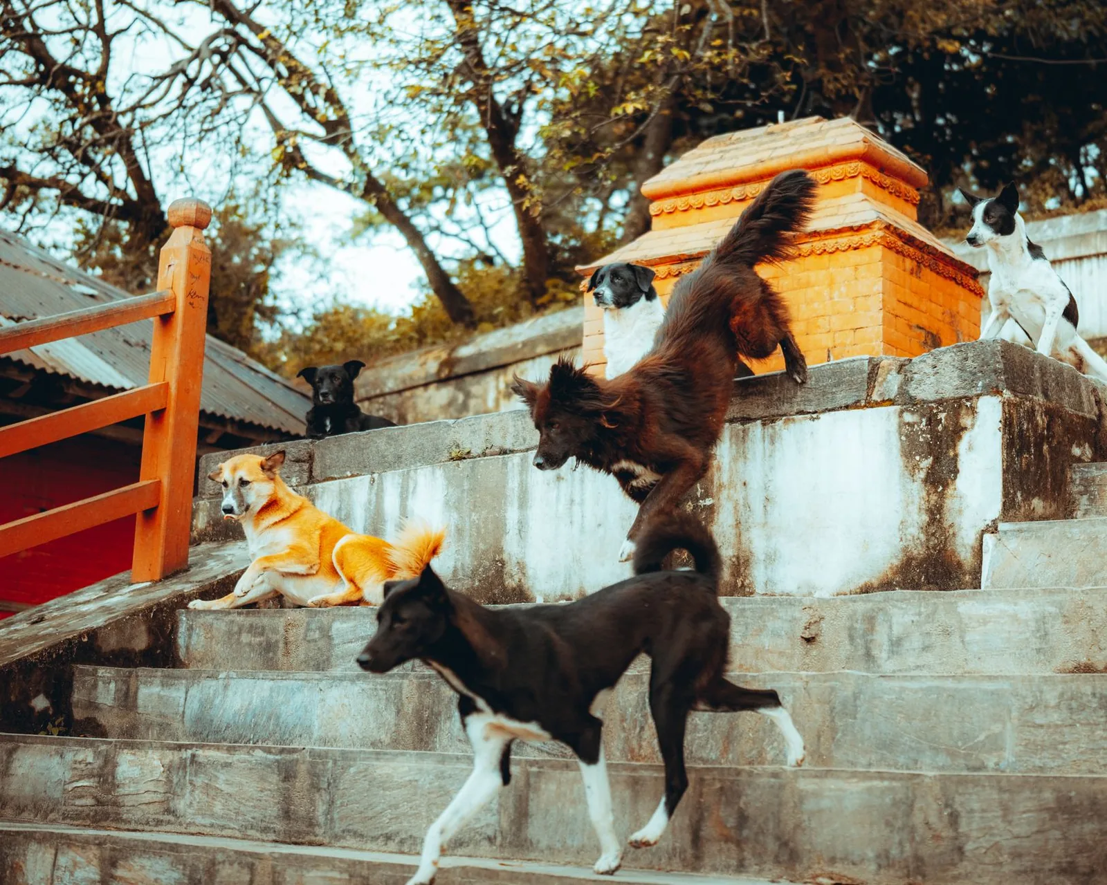 A low ramp set up for a dog to avoid jumping