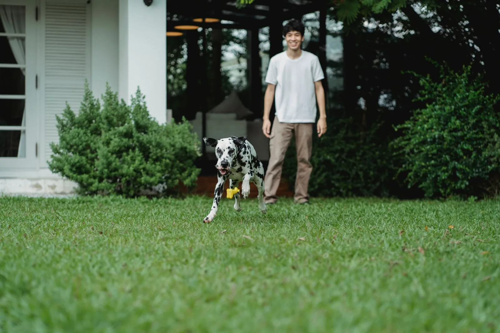 A dog running across grass towards its owner