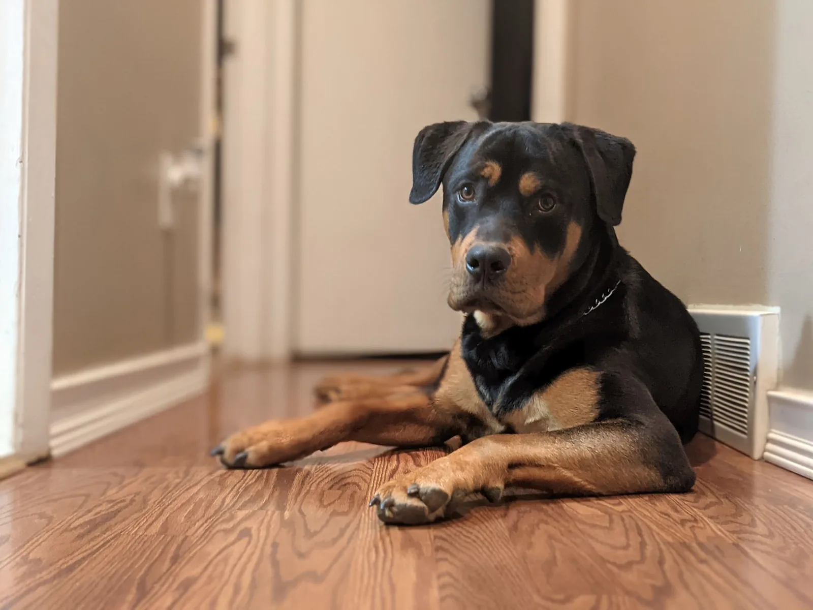 A dog lying down quietly indoors